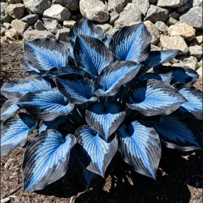 🌟Hosta seeds, 🍃perennial shade-tolerant plant, suitable for gardens and patios, non-GMO, made in the USA.🌿